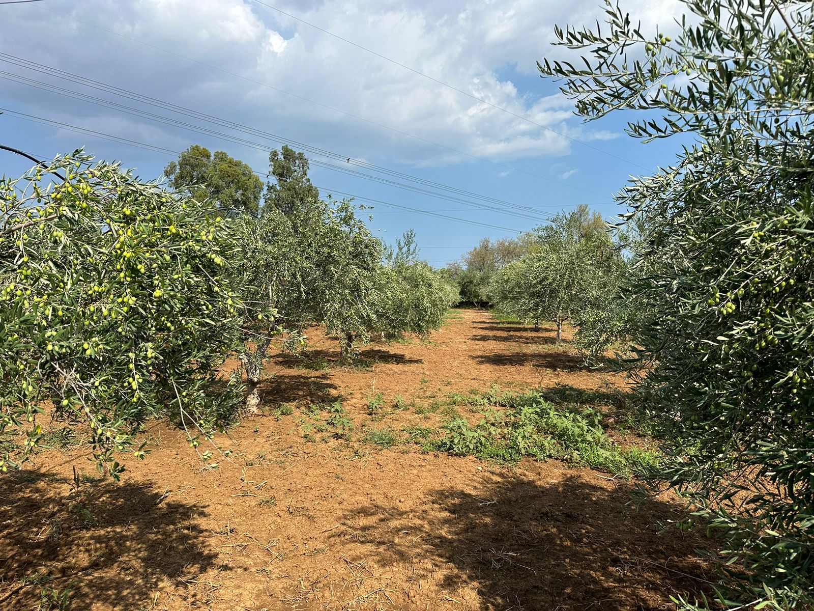 Agricoltura Biologica in Calabria Olio e Vino Bio