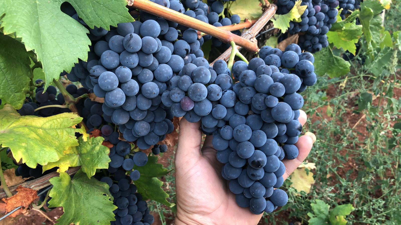 Vino Bio prodotto in Calabria a Saracena