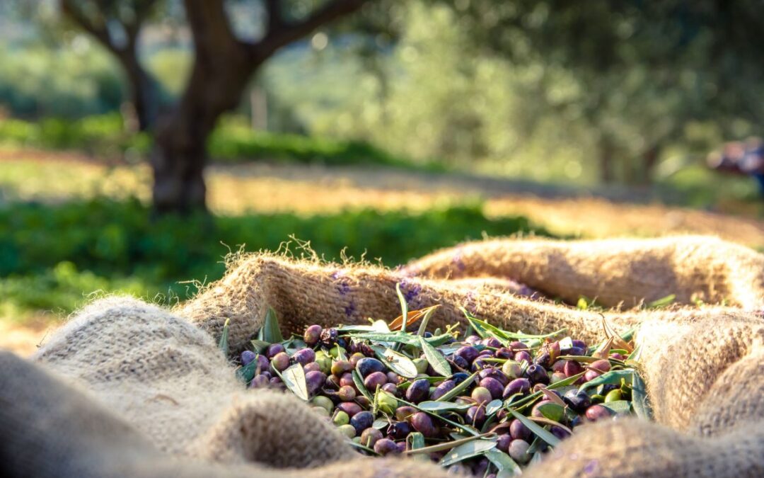 Origini olio di oliva, storia, cultura e gusto